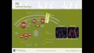 PI3K  Akt Upstream Signaling from Cell Signaling Technology Inc [upl. by Ancilin]