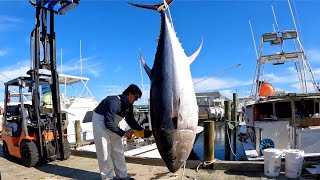 I MISSED Harpoon Shot On A GIANT Bluefin Tuna Commercial Fishing [upl. by Pollitt]