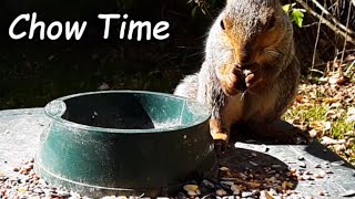 A Gray Squirrel Eating Bird Seed from a Table 😺 Cat TV 🐱 [upl. by Ihtac]