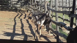 The Blue Ostriches Farm Brestnitsa Bulgaria [upl. by Idou]