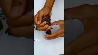 How to grow Aralia plant from cutting with update After 30 Daysshots plants garden [upl. by Meela276]