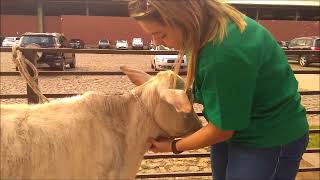 Exame clinico em bovino Semiologia veterinária [upl. by Lipscomb964]