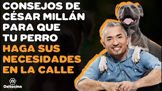 7 CONSEJOS DE CÉSAR MILLÁN PARA QUE TU PERRO HAGA SUS NECESIDADES EN LA CALLE [upl. by Irv684]