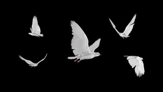 White Doves  Flying Flock  Five Birds  Transparent Transition [upl. by Zalea]