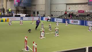 Entlebucher Mountain Dog Agility Jaylah at the 2023 AKC Invitationals [upl. by Della745]