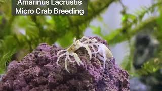 Amarinus Lacustris Micro Crab Breeding [upl. by Elad]