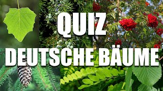 Bäume Bestimmen Quiz  Bäume an Blättern erkennen [upl. by Yecam]