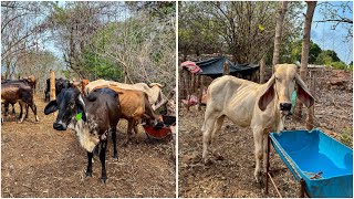 🐄😱Utilizamos una nueva vitamina para el ganado CATOSAL 🐄😱 [upl. by Petuu]