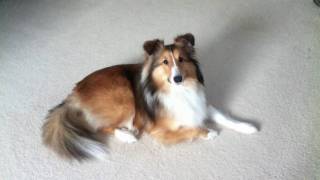 Sheltie Shetland Sheepdog Waits Patiently for Treat Bone Raw Hide Teeth Cleaner Eat [upl. by Meave790]