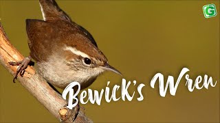 Bewicks Wren Sound  Amazing Bewicks Wren Bird Song Singing and Call [upl. by Adnohsak]