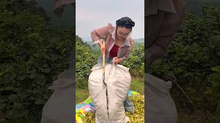 Beautiful Fresh Hazelnut 🌰 Harvesting by Rural Farmer 🥱 shorts youtubeshorts satisfying [upl. by Ubana]