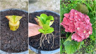 Wilted hydrangea leaves will turn into seedlings when a few drops of this solution are added [upl. by Irrak]