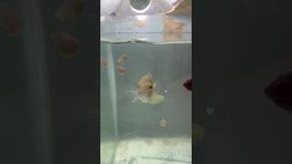 Feeding raw chicken to my fish viralvideo shorts [upl. by Nawak]