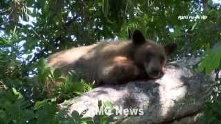 Police scare a bear back into the hills with pepper balls Sierra Madre California [upl. by Warden]