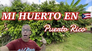 Cómo Está mi Huerto en Puerto Rico 🇵🇷 Agosto 2023 [upl. by Eolanda912]