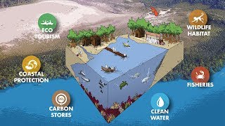 Importance of Mangrove Forests [upl. by Federico]