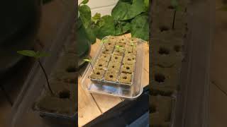 Growing DEADLY ☠️ CHILLI SEEDS 🌶️ [upl. by Dlanod]