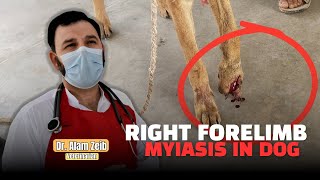 Myiasis Treatment in Dogs A Field Case Study  Dr Alam Zeib Veterinarian [upl. by Young]