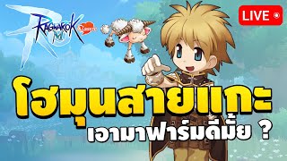 🔴 ไบโอสายแกะ Amistr เอามาฟาร์ม  สรุปพาลาดินสายไหนดี  Ragnarok M Classic EP10 [upl. by Glimp]