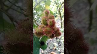 Rudraksha Tree 🎄 in Odisha India Famous trendingshorts viralvideo rudraksha tree jungle shots [upl. by Jump]