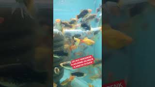 25112024 Alsancakpetshopkarides kerevit moly plati kampanya fish bettafish aquarium [upl. by Gnoh]