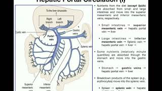 Anatomy  Hepatic Portal Circulation EXPLAINED [upl. by Nanfa]