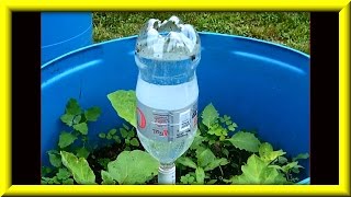 Soda Bottle Watering System For Growing Plants In Containers [upl. by Hgielime]