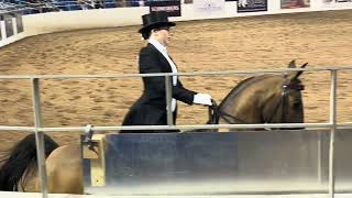 Scottsdale Arabian Horse Show February 2024 [upl. by Chance]