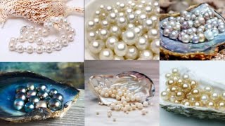 Pearls Oyster മുത്തുകൾ മുത്തുച്ചിപ്പി [upl. by Pallaton]