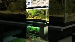 75g South American Aquarium [upl. by Arral961]