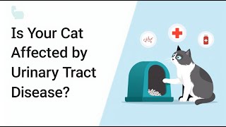 🐾Urinary Tract Disease in Cats Symptoms and Solutions [upl. by Irat]