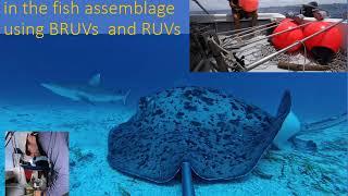 Reef fish associations with benthic habitats [upl. by Winters727]