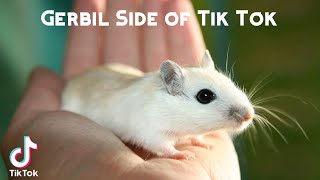 Gerbil Side of Tik Tok [upl. by Ginnifer]