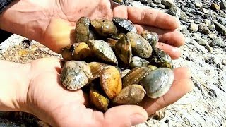 Foraging Mosaic Clams in Kalloni Gulf  Lesvos island Greece [upl. by Inoue57]