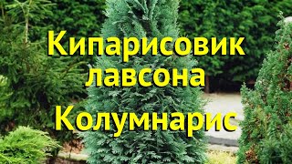 Кипарисовик лавсона Колумнарис Краткий обзор описание chamaecyparis lawsoniana Columnaris [upl. by Nikoletta637]