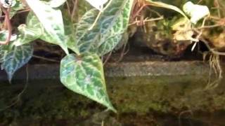 View inside Riparium Terrarium for philippine Waterskink Tropidophorus grayi [upl. by Jo Ann]