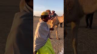 Jaisalmer  Sam Sand Dunes  Desert Safari jaisalmer rajasthan tour samsanddunes🐪 shorts camel [upl. by Orpha859]