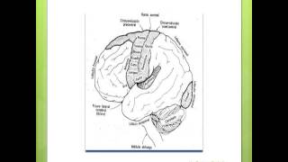 10 Corteza Cerebral [upl. by Ydennek715]