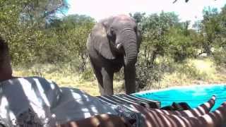 Elephant at Pool Africa On Foot [upl. by Darian]