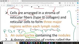 Lymph Node Histology and General Function [upl. by Letisha]