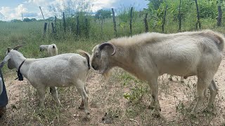 05  goat savanna adaptation semiarid climate of Brazil bode savana no sertão nordestino [upl. by Orlan]