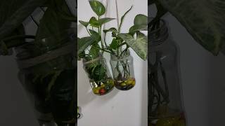 DIY Planters  Grow Money Plant and Syngonium Plant in Water  Easy to Propagate and Maintain diy [upl. by Herries175]