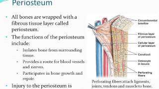 Osseous Tissue  Part 2 [upl. by Dearr]