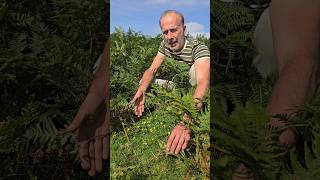 Abundant Tormentil potentilla erecta nativeplants explore foraging herbs permaculture [upl. by Eirena]