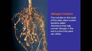 5th compr Viedo 5 bioinorgani Nitrogen Fixation [upl. by Onig444]