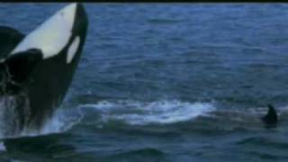 Orcas whales jumping in the wild [upl. by Patrizius175]