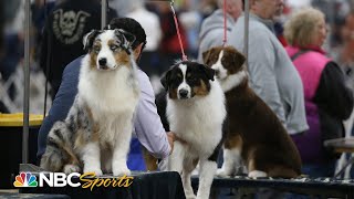 WATCH Behind the scenes of the 2023 National Dog Show Breed Judging  NBC Sports [upl. by Ewell637]