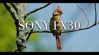 Birding with the Sigma 100400mm F563  Sony FX30 Cinematic [upl. by Eimak]