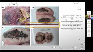 Streptococcus dysgalactiae e S iniae em Peixes [upl. by Iosep]