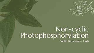 Noncyclic Photophosphorylation [upl. by Enair]